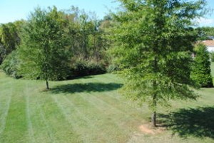 Front yard with a lot of trees